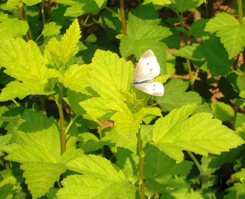 城市綠化 彩葉樹種 藍葉忍冬