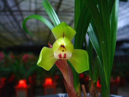 中國蘭 春蘭 花卉