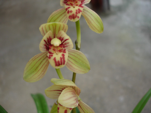 中國(guó)蘭 建蘭 花卉