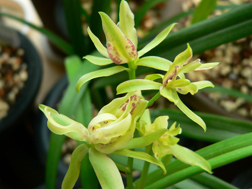 中國蘭 建蘭 花卉