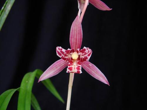 中國蘭 建蘭 花卉