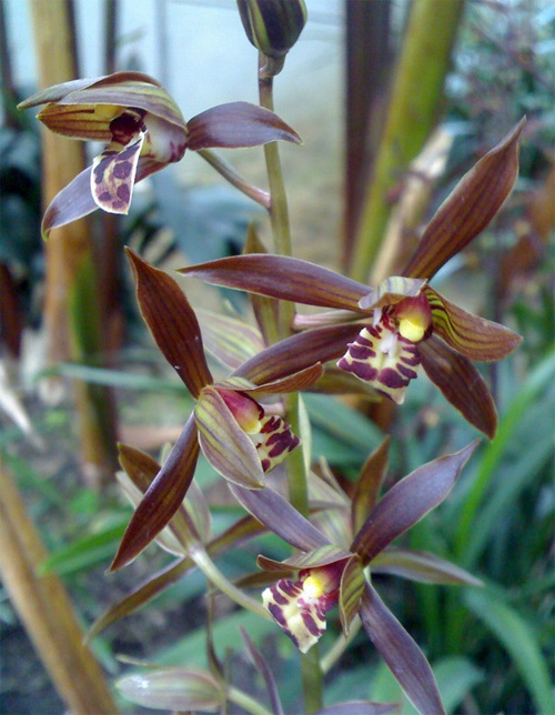 中國蘭 墨蘭 花卉