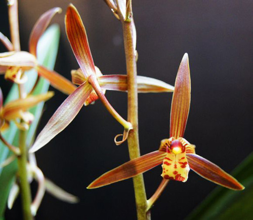 中國蘭 墨蘭 花卉