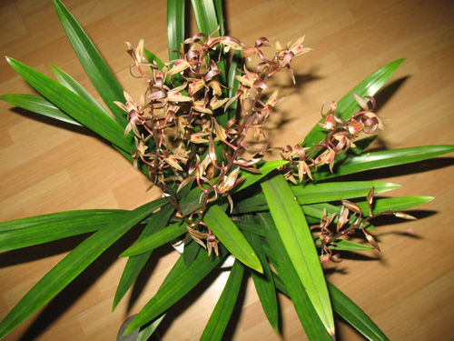 中國蘭 墨蘭 花卉