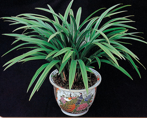 中國蘭 墨蘭 花卉