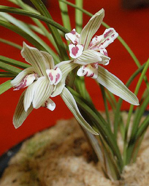 中國蘭 墨蘭 花卉