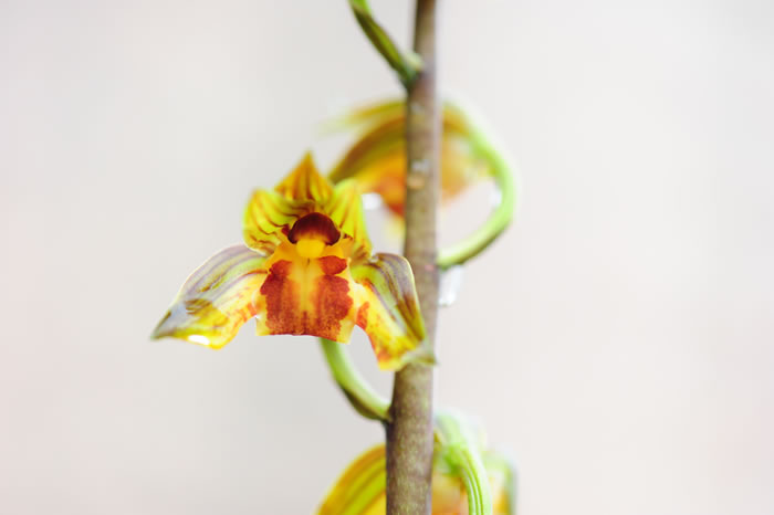 中國(guó)蘭 墨蘭 花卉