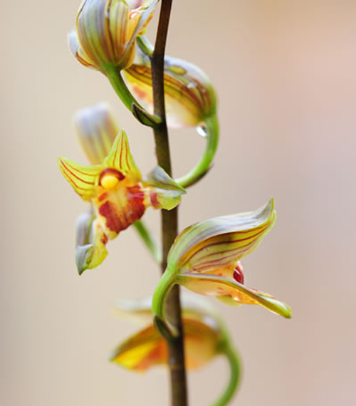 中國(guó)蘭 墨蘭 花卉