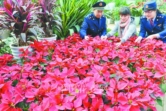 花卉 圣誕節 東海