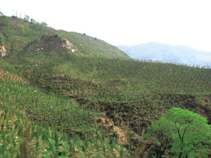 綠化 植樹 森林城市