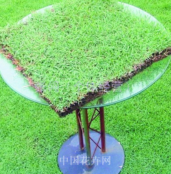 馬尼拉 草坪 暖季型草