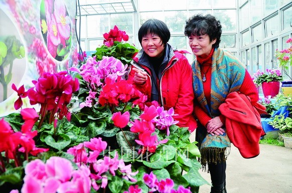 仙客來 花展 南京