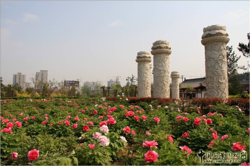 西安牡丹園建設