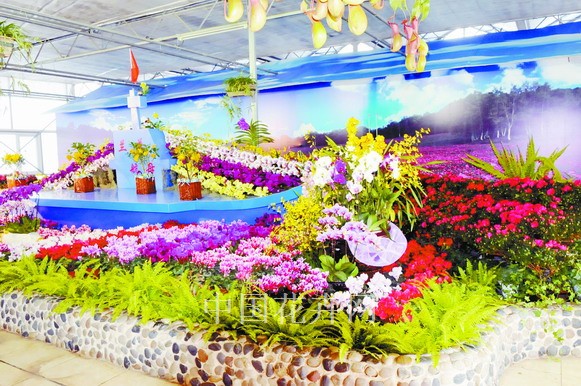 蝴蝶蘭 展覽 黑龍江