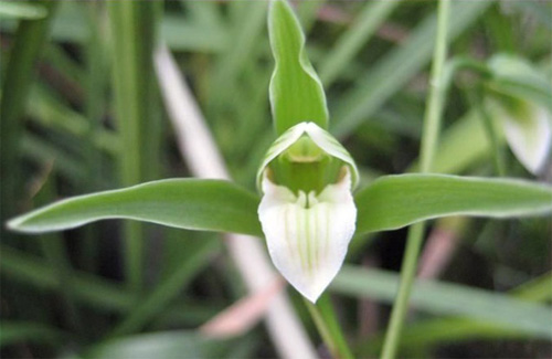 中國蘭 寒蘭 花卉