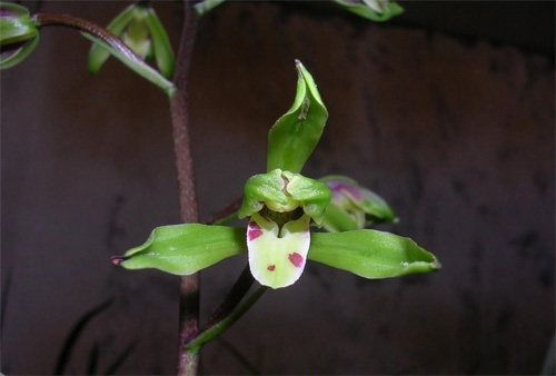 中國蘭 寒蘭 花卉