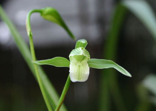 中國蘭 寒蘭 花卉