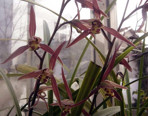 中國(guó)蘭 寒蘭 花卉