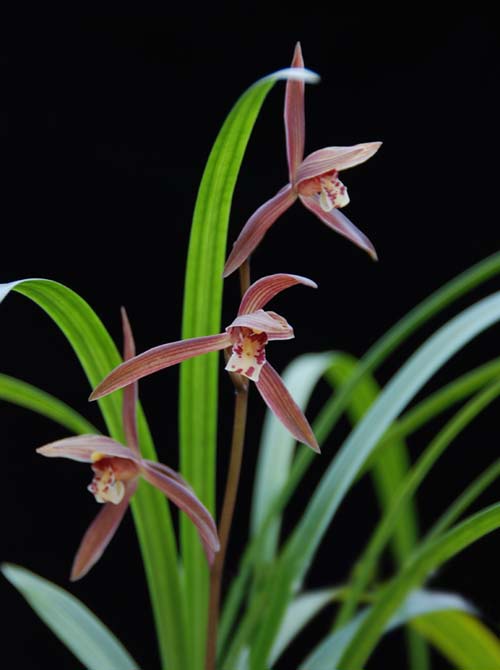 中國(guó)蘭 寒蘭 花卉