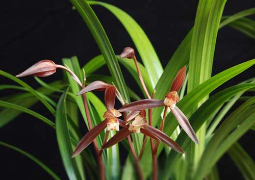 中國(guó)蘭 寒蘭 花卉