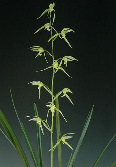 中國蘭 寒蘭 花卉