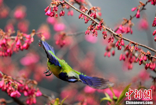森林公園 櫻花 梅花