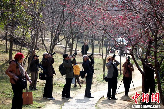 森林公園 櫻花 梅花