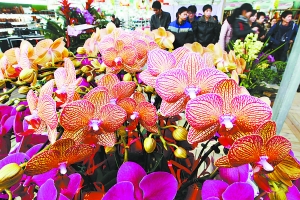 春節(jié) 年宵花 盆栽