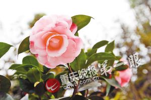 年宵花 杜鵑 花卉