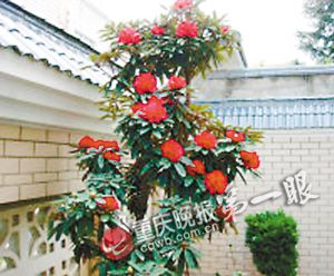 年宵花 杜鵑 花卉