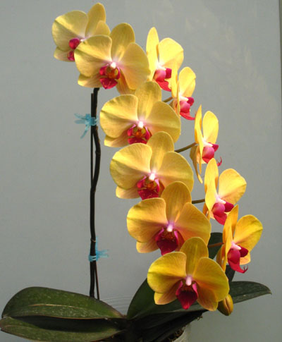 洋蘭 蝴蝶蘭 蘭花