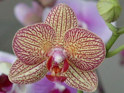 洋蘭 蝴蝶蘭 蘭花