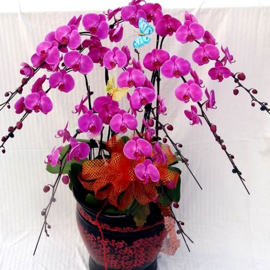洋蘭 蝴蝶蘭 蘭花