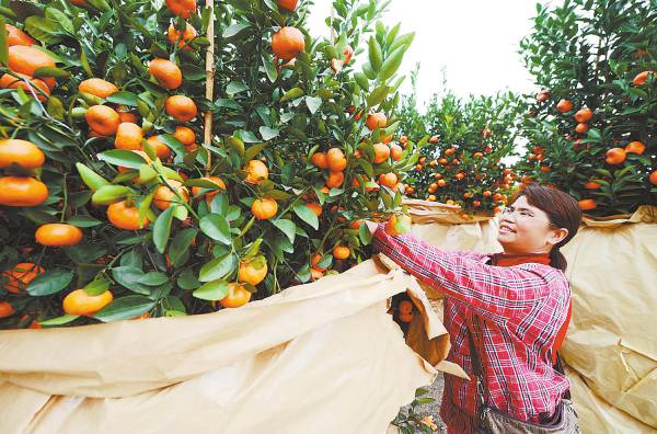 花卉 市場 年桔