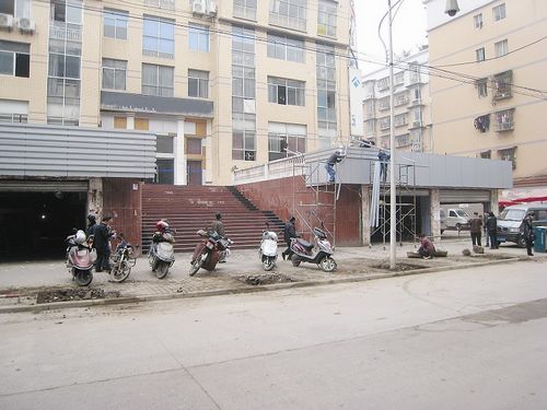 榕樹 行道樹 桂花樹