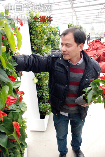 移動(dòng)植物墻 春花展 浙江