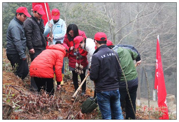 臘梅 安徽 綠化