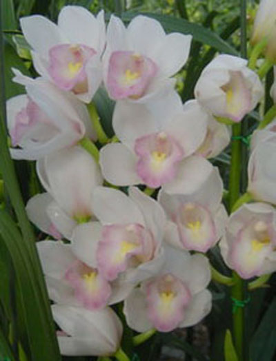 洋蘭 大花蕙蘭 虎頭蘭