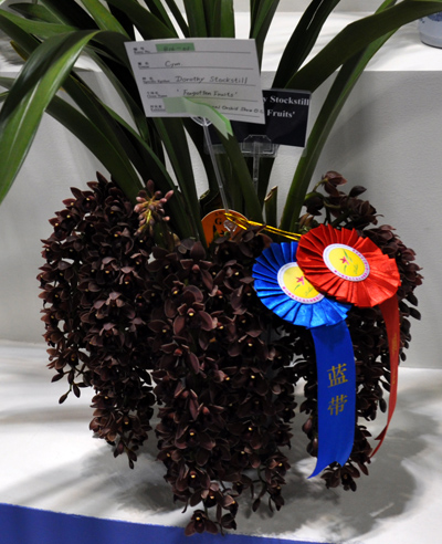 洋蘭 大花蕙蘭 虎頭蘭