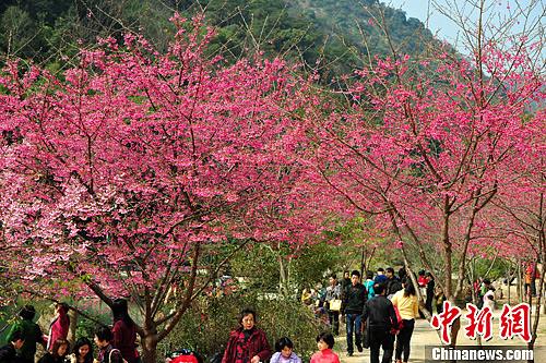 臺灣 櫻花 森林公園