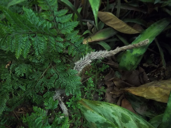 蛇年 蛇鞭菊 上海植物園