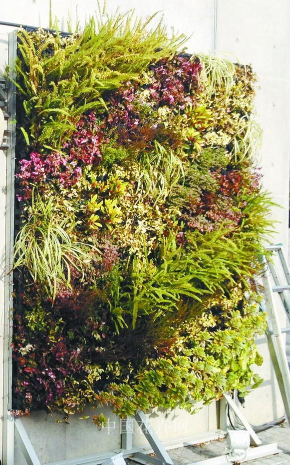 植物墻 立體綠化 植物配置