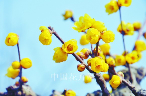 臘梅 花卉 綠化