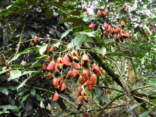 牛栓藤 認識植物