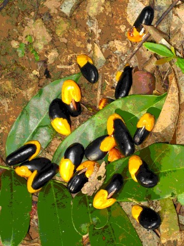 牛栓藤 認識植物