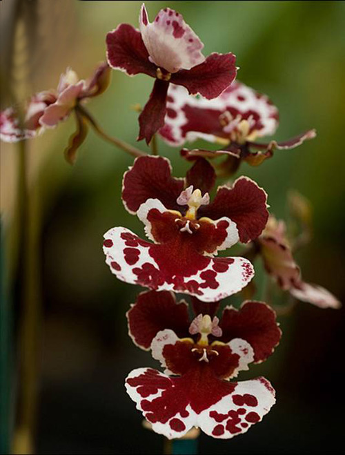 洋蘭 文心蘭 跳舞蘭