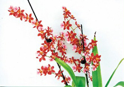 洋蘭 文心蘭 跳舞蘭