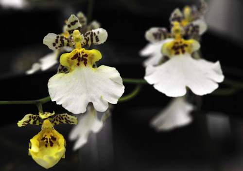 洋蘭 文心蘭 跳舞蘭