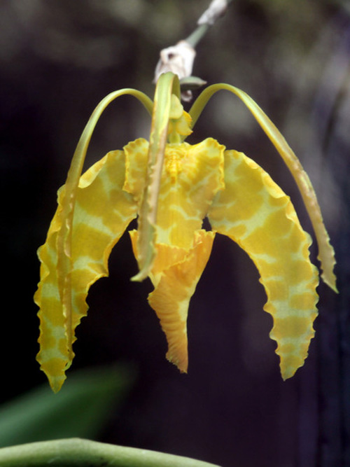 洋蘭 文心蘭 跳舞蘭