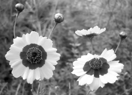 蛇 植物 蛇鞭菊